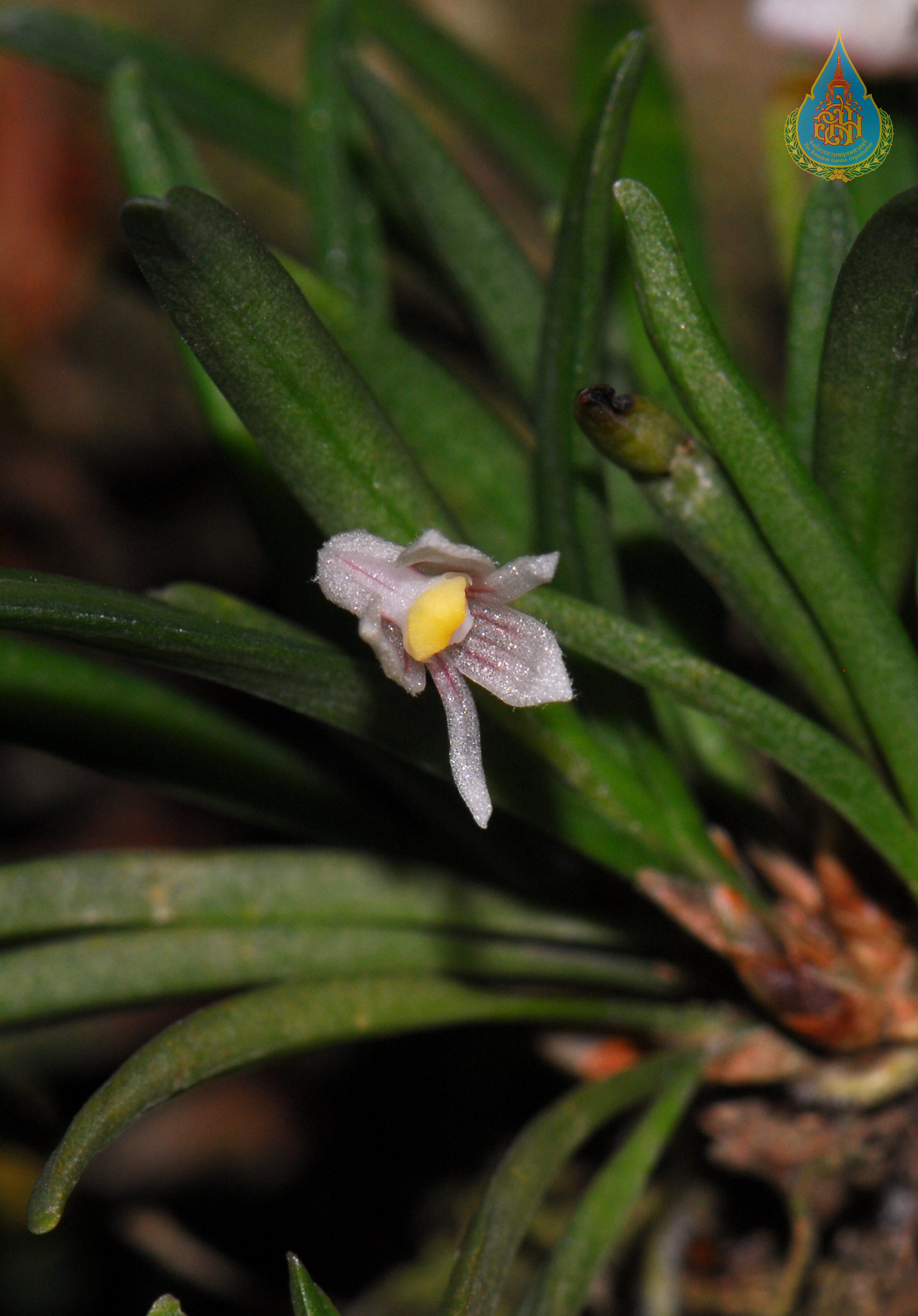 แส้ม้าเขาหลวง Ceratostylis pleurothallis (C.S.P.Parish & Rchb.f.) Seidenf.<br/>ORCHIDACEAE